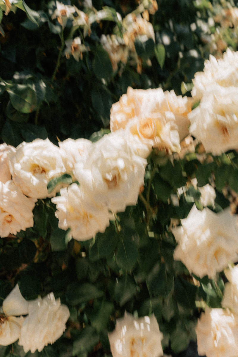 Provence Wedding Photography